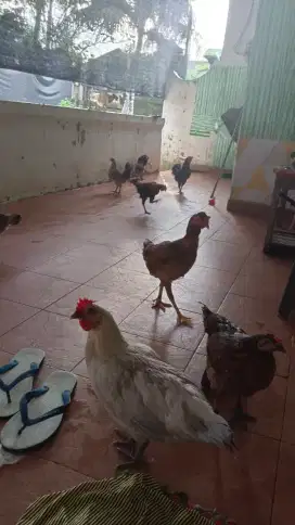 Obral ayam kampung dan ayam kate