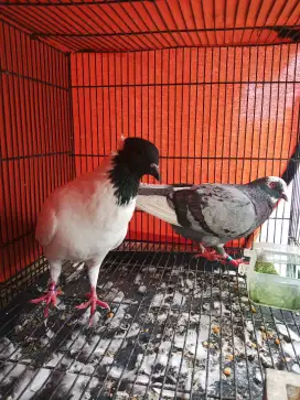 Burung Merpati Sepasang