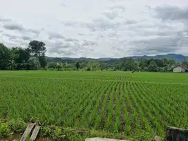 Dijual tanah berupa sawah seluas 5000m2