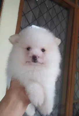 Dijual Anakan Mini Pom Jantan