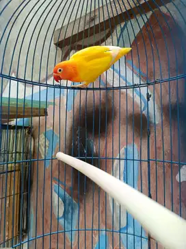 Lovebird kuning betina dewasa