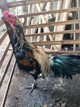 Ayam hayam ayam