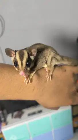 Sugar glider 2 betina 1 jantan