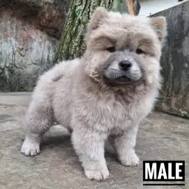 Chow chow puppies