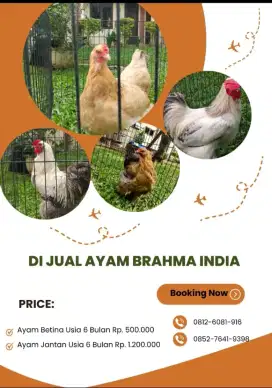 Dijual Ayam Brahma India