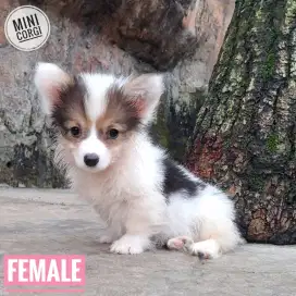 Corgi puppies long hair