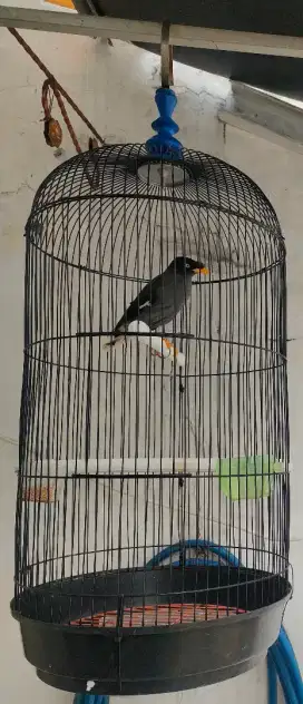 Burung jalak kebo