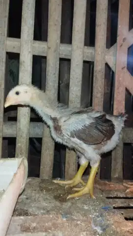 Anakan ayam Sengkuni x Bangkok