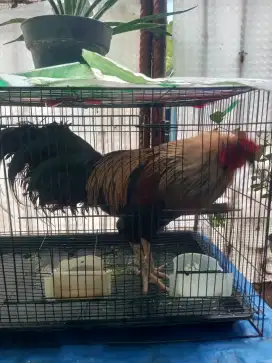 Ayam kampung gacor