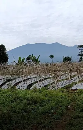 Tanah Kebun Puncak Posisi Huk Akses Mobil View 3 Gunung Indah Dingin