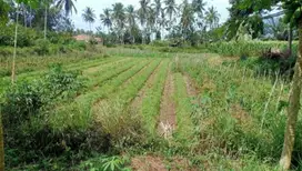 Tanah 500m koto tuo, padang rantang, payakumbuh