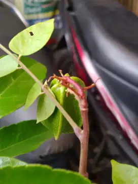 Belimbing Bangkok Madu Merah