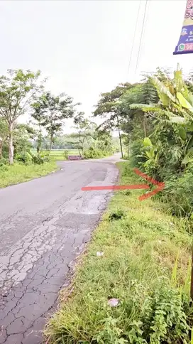 Sawah utara pasar jimbung