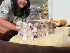 Puppies Cotton mix Poodle