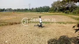 Dijual Tanah Darat dan sawah Kawasan Pamarayan Serang