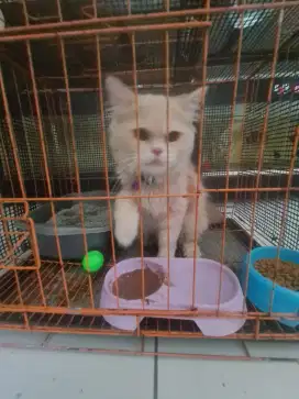 Kucing persia usai 11 bln