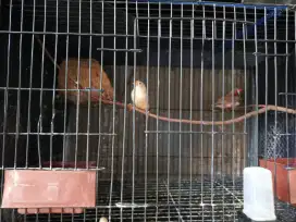 Jual burung zebra finch