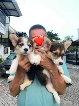 Dijual Puppy/Anakan Anjing Pembroke Welsh Corgi Jantan Betina 3 color