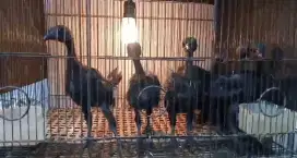 Ayam cemani umur 2 bulan