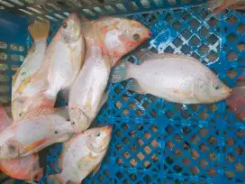 Ikan nila merah