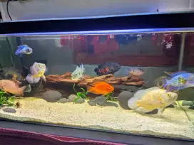 Aquarium fullset plus ikan