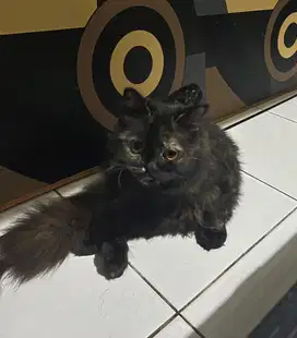 Kucing Persian Betina Hitam