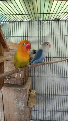 Lovebird sepasang plus anaknya