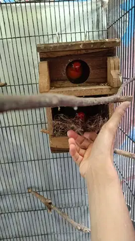 Lovebird sepasang plus anaknya 3ekor