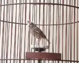 Burung branjangan java