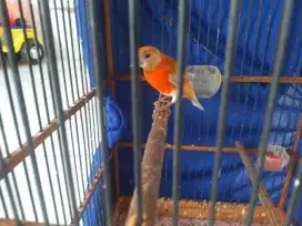 Jual Red Siskin DD