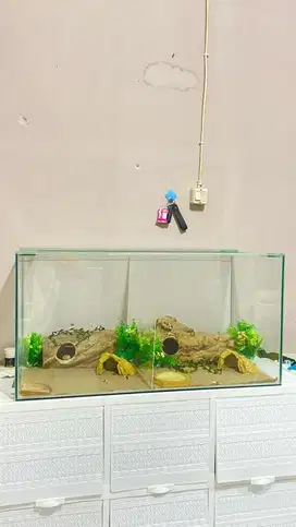 AQUARIUM & GECKO