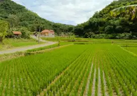 Jual Lahan Sawah Produktif area Soreang Kab. Bandung