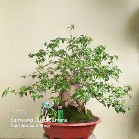 Bonsai Bougenville