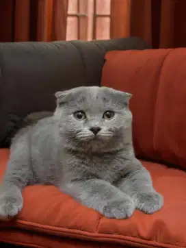 Kitten Scottish fold betina blue not munchkin bsh British