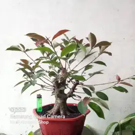 Bahan Bonsai Iprik Silver Pucuk Merah