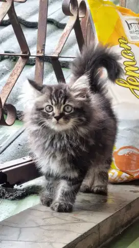 Kucing persian (kitten)