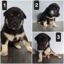 3 Anak Anjing mix Husky dan Lokal