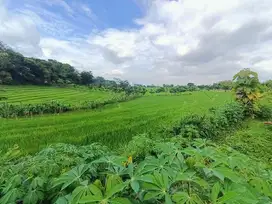 Dijual tanah view sawah dijumantono