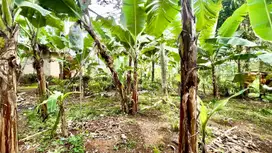 Tanah Kebun Pisang dan Cengkeh Pinggir Jalan Lebar