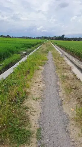 Dijual sawah 1209m di geneng gatak sukoharjo