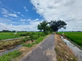 TANAH SAWAH  STRATEGISDI PANDEYAN BAKI SUKOHARJO MURAH