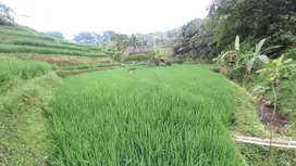 Tanah sawah produktif pinggir sungai di Sumedang Selatan luas 884 m2