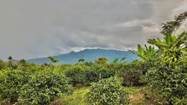 Tanah Kebun Teh Pemandangan Bagus Bojong 1100 m2