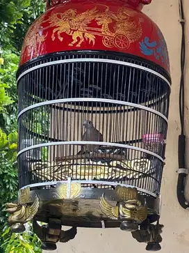 Burung Perkutut Jantan Plus Kandang Fiber Baru