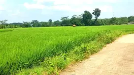 Dijual cepat tanah SHM sawah produktif tiap tahun di Rumpin