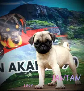 Pug stb vaksin micro chip,Jantan 1 Betina 4.Dob 10 November