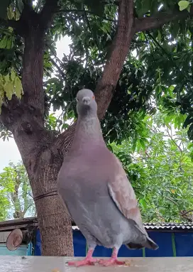 Merpati doro kentong tinggian