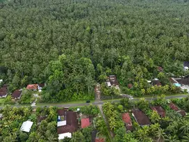 Tanah Kebun Murah Di Desa Blimbingsari Melaya