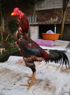 AYAM PAMA DAN MANGON