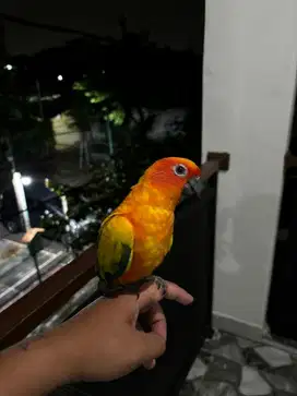 Burung sunconure